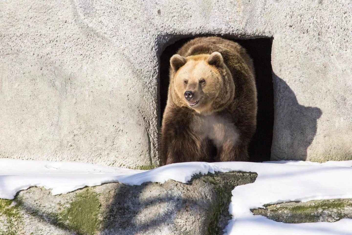 Медведь весной картинки. Медведь Гризли Берлога. Бурый медведь в берлоге. Медвежья Берлога Акташ. Бурый медведь в спячке.