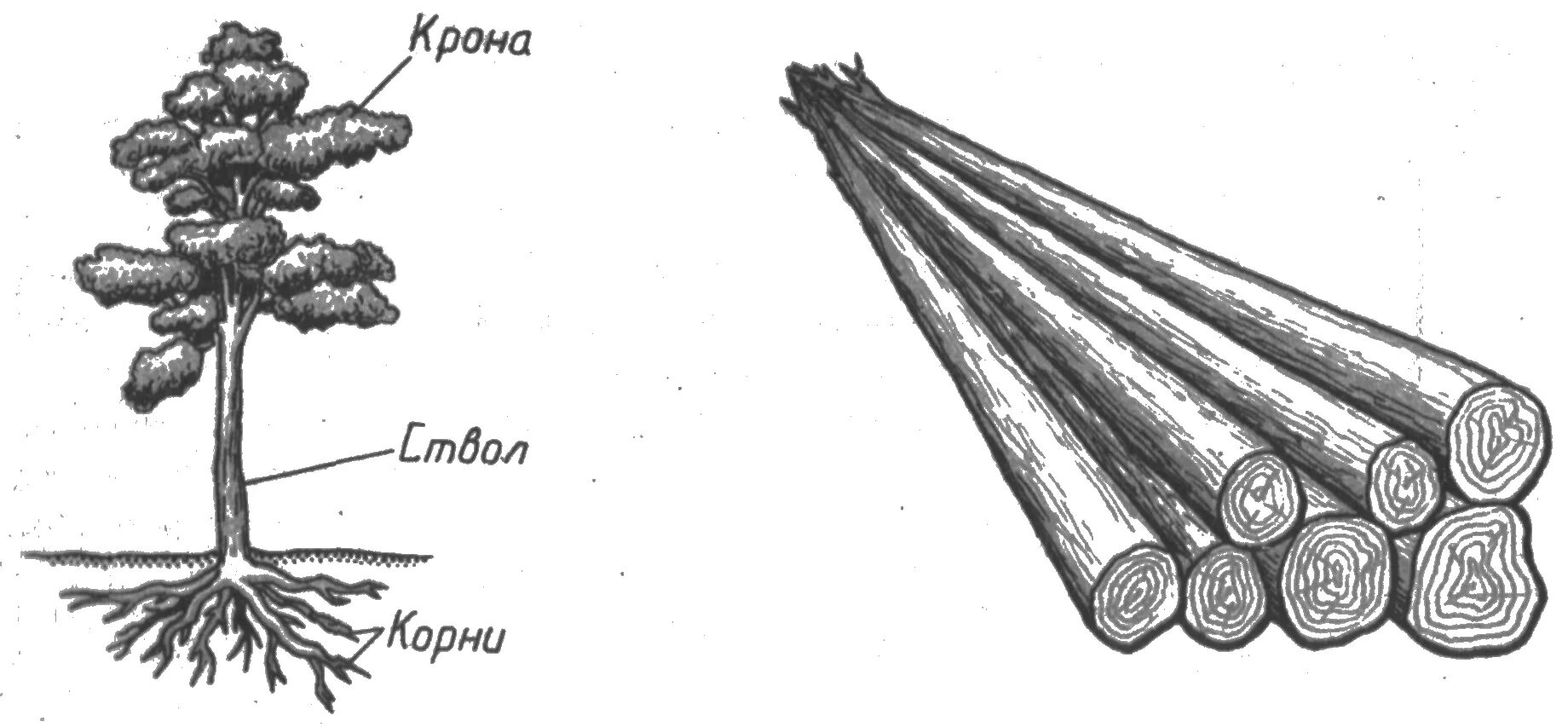 3 корня 1 ствол. Части дерева. Что такое хлысты древесины. Части хлыста дерева. Хлысты деревьев это.