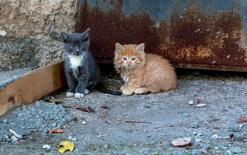 Кошкам можно бросать. Котенок выброшенный на улицу. Кошкам можно бросать. Брошенная кошка. Кошкам можно бросать.