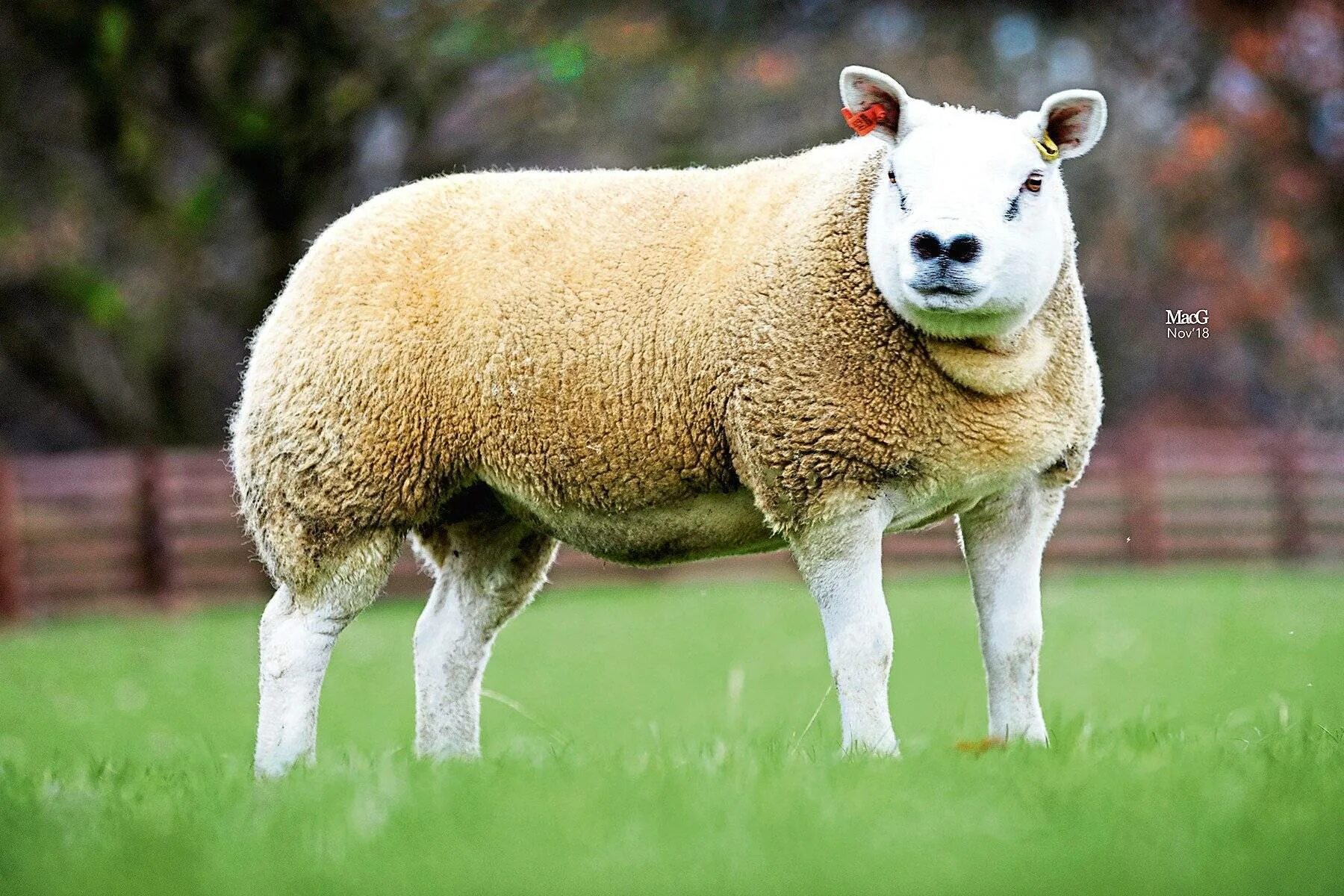 Бараны породы тексель. Порода овец голландский тексель. Порода баранов тексель. Бараны породы тексель. Овцы тексель.