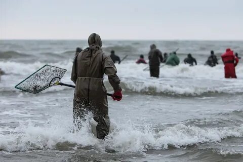 Любитель ловли янтаря