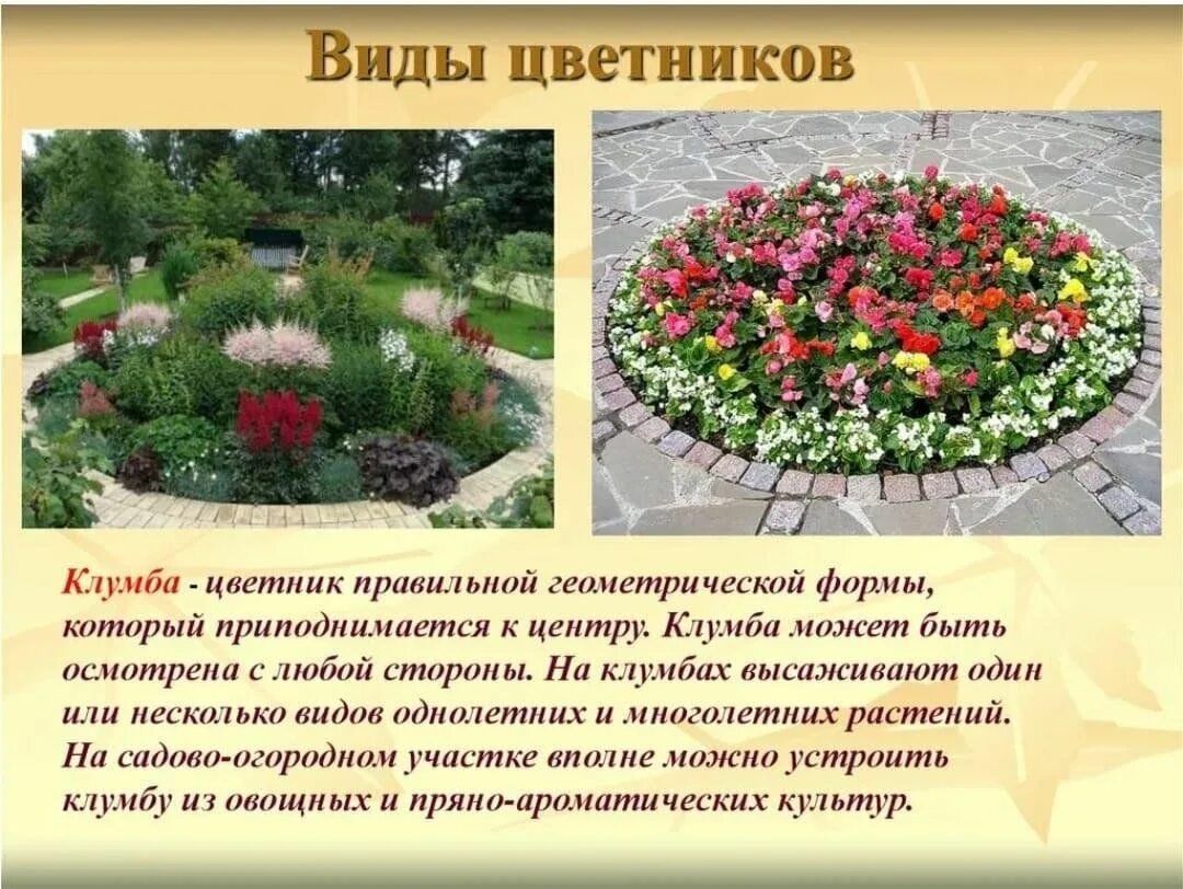 Урок растения города декоративное цветоводство. Рабатка Тунберга однолетник. Формы цветочных клумб. Проекты цветочных клумб. Типы цветников.