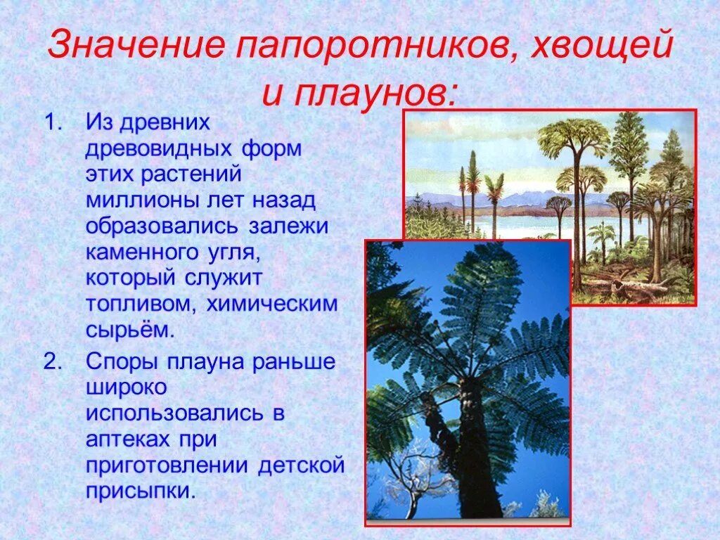 Значение древних вымерших папоротниковидных в природе. Древние папоротники хвощи и плауны. Значение папоротников хвощей и плаунов. Значение папоротников. Древовидные Папоротникообразные.