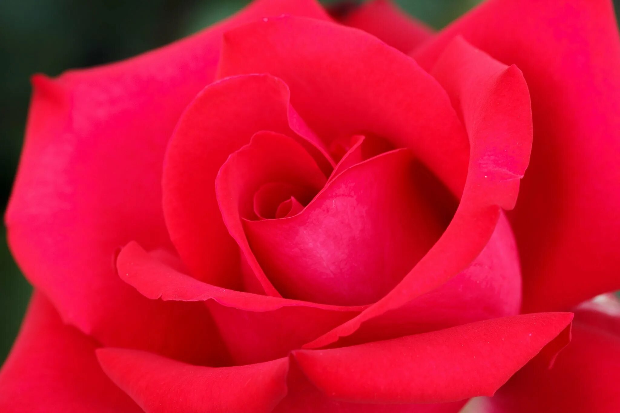 Сорт роз алый Карсон. Включи красный розовый