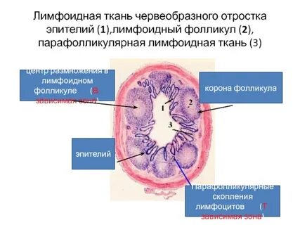 Скопление лимфоидной ткани