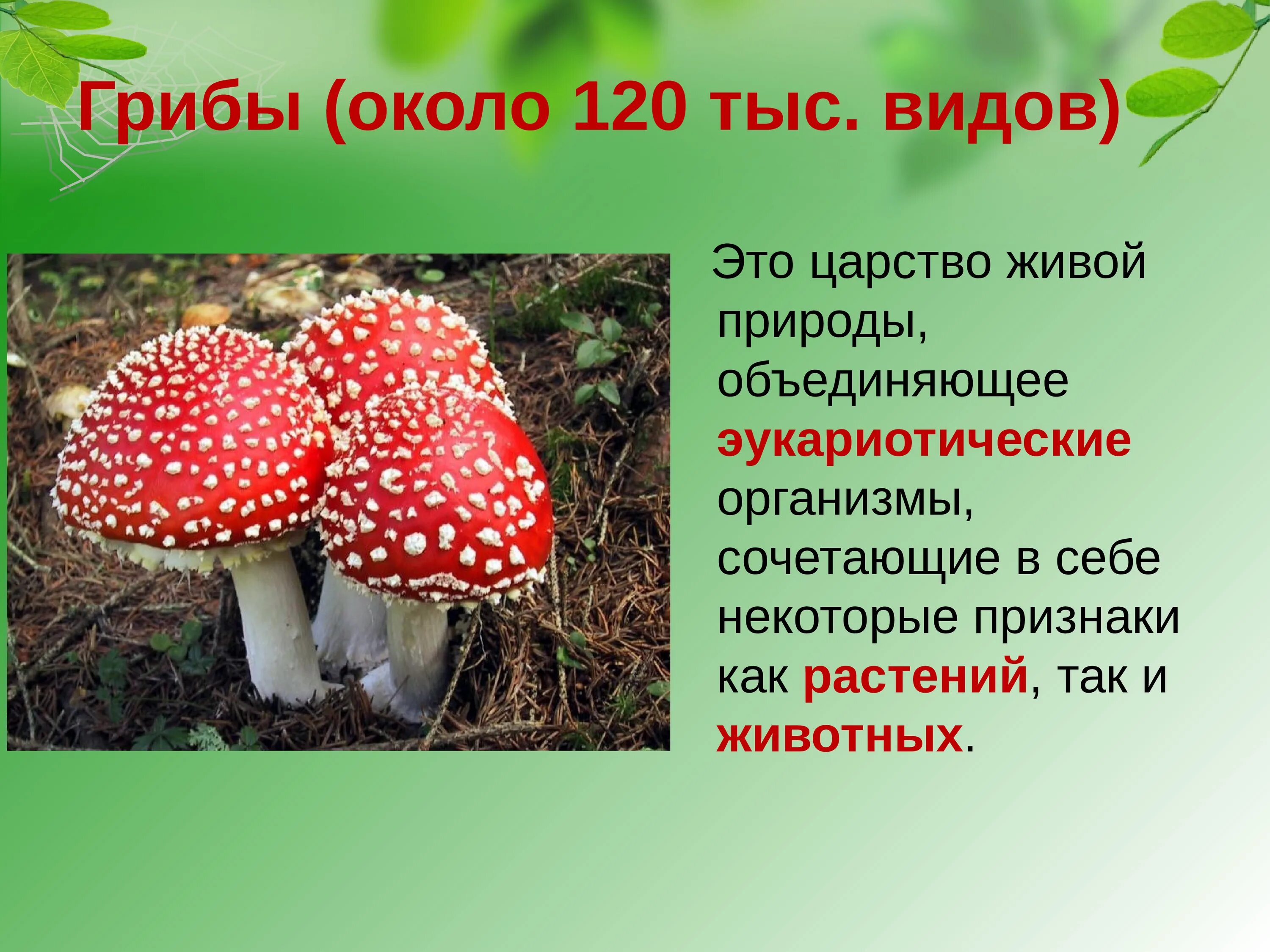 Характеристика мухомора. Грибы царство грибов. Живые царства грибы. Грибы царство живых организмов сочетающих признаки.