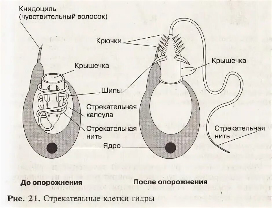 Стрекательные клетки находятся у гидры в. Строение стрекательной клетки гидры. Схема строения стрекательной клетки. Стрекательные клетки схема. Стрекательные клетки гидры схема.