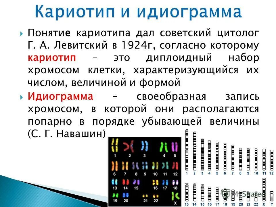 Кариотип и идиограмма человека. Понятия «кариотип», «кариограмма», «идиограмма».. кариотип и идиограмма человека в норме и патологии. кариотип и идиограмма хромосом человека. строение хромосом кариотип идиограмма.