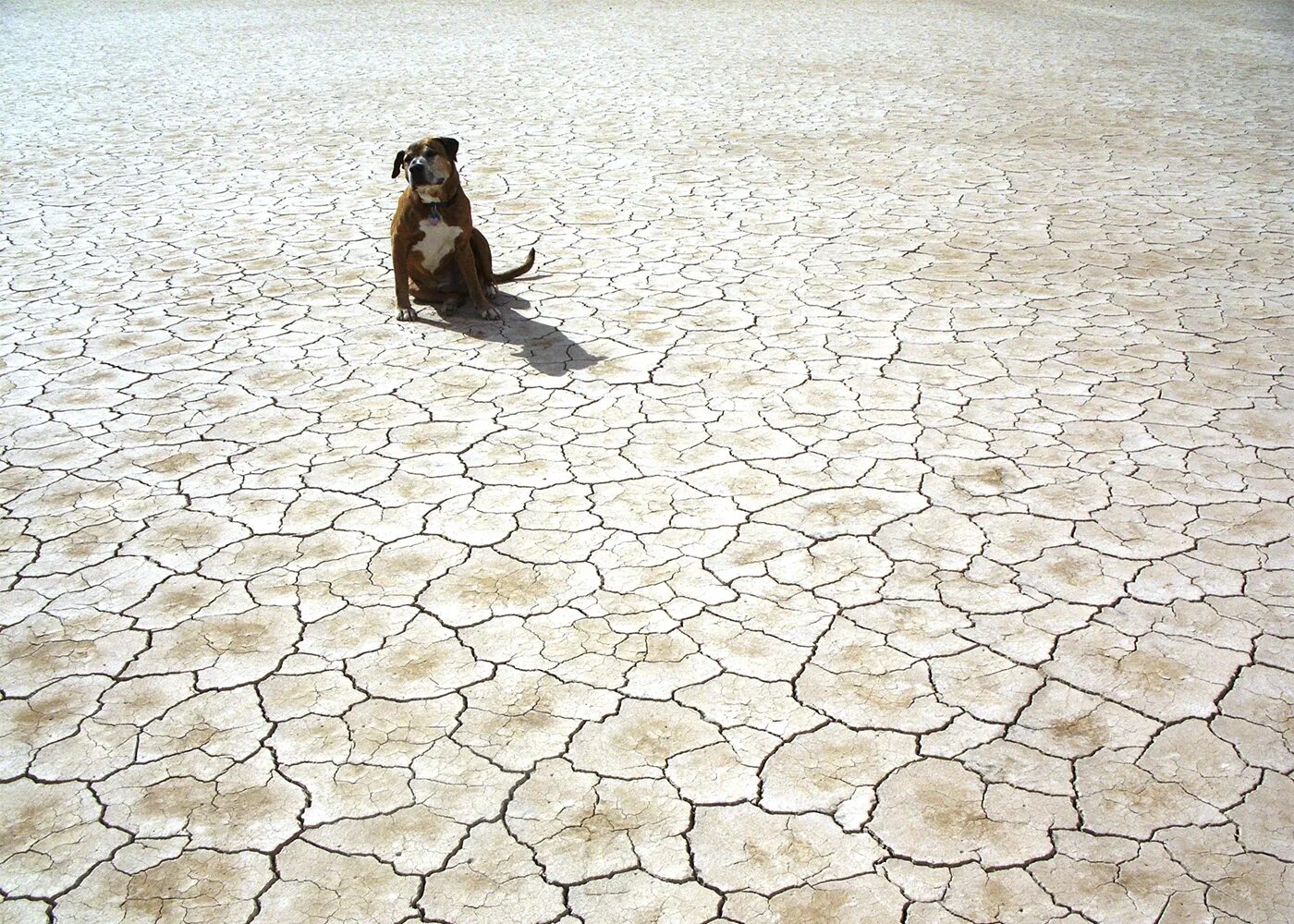 Собака сидит на земле. Собака сидит на песке. Мелкие животные на фоне засухи.