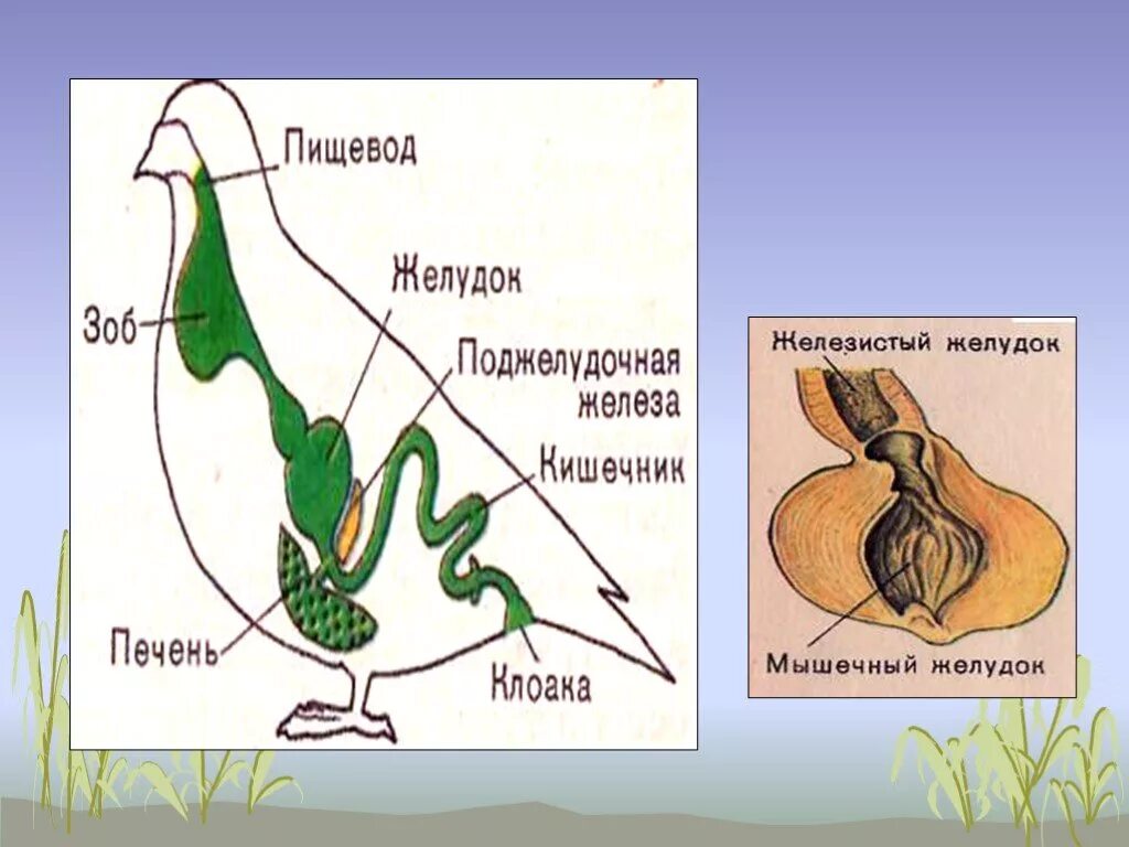 Строение желудка птиц. Пищеварительная система птиц. Внутренняя система птиц. Строение желудка курицы анатомия. Что находится в мускульном желудке птицы