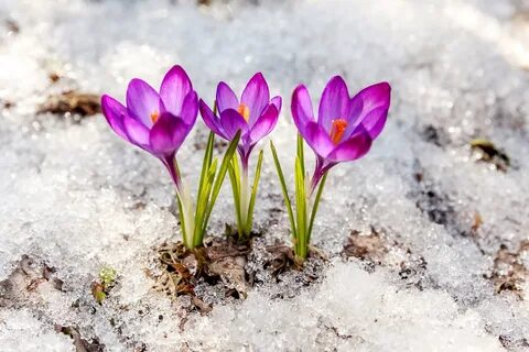 Весенние первоцветы Крокус (49 фото) " НА ДАЧЕ ФОТО