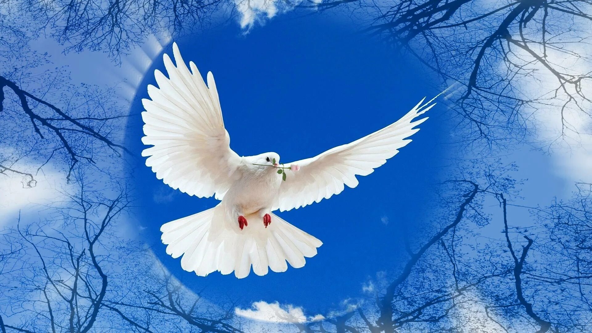 Белого неба над головой. Голуби в небе. Белый голубь. Небесный голубь. Красивый белый голубь.