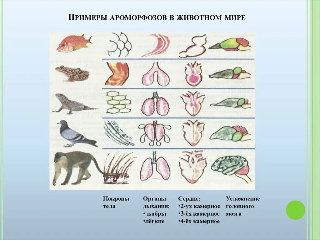 Эволюция биологическая система. Ароморфозы в дыхательной системы хордовых животных. Системы органов позвоночных животных. Ароморфоз примеры у животных. Ароморфозы животных в процессе эволюции.