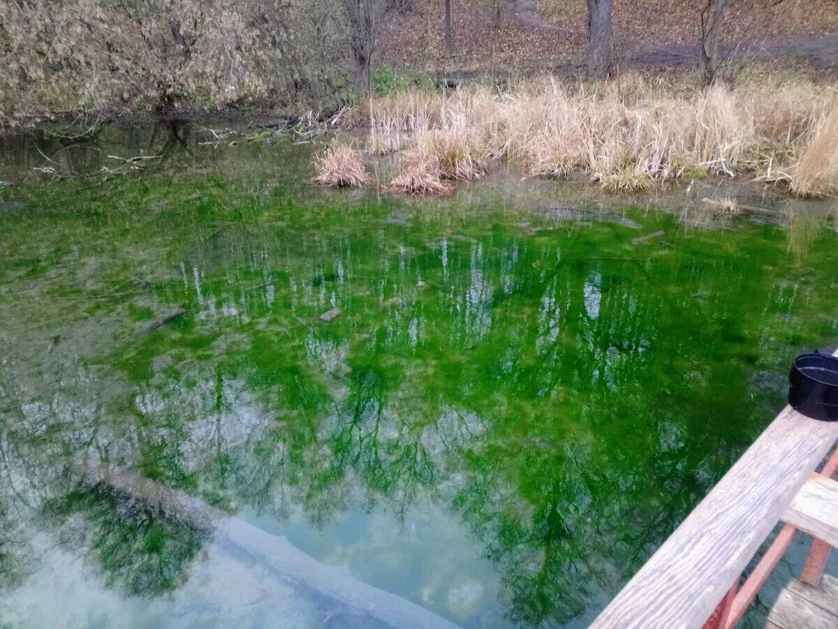 Голубое озеро Солецкий район. Голубое озеро Казань водопад. Сова голубое озеро Низино. Голубое озеро Пензенская область. Водопады голубое озеро