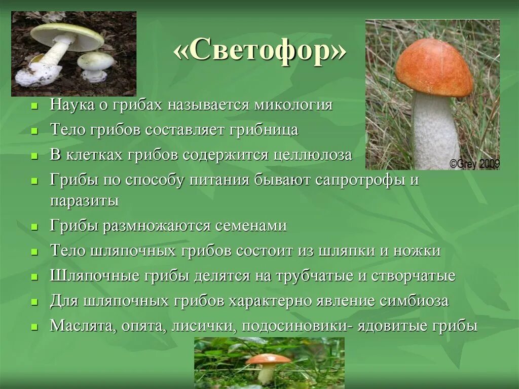 Наука про грибы. Микология наука о грибах. Микология грибы. Микология изучает грибы. Науку о грибах называют.