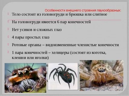Назовите отличительные признаки паукообразных
