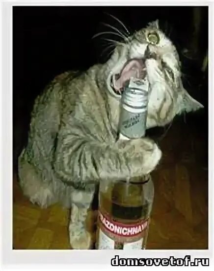 Peggy gou привет с большого бодуна. Открытка привет с большого бодуна. большой бодун. привет с большого бодуна фото.