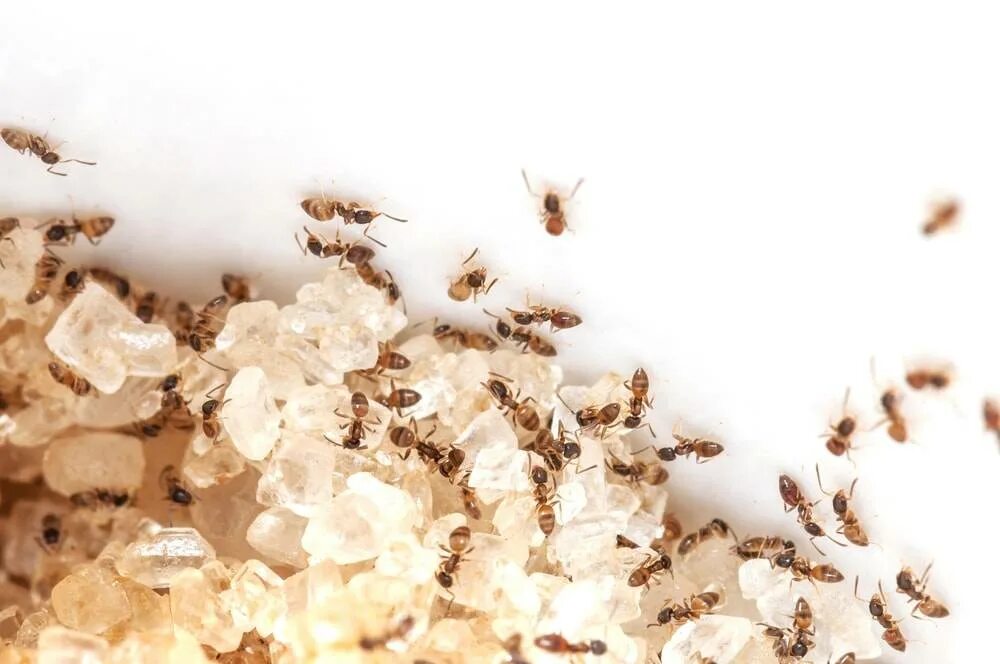 Как избавиться от мелких муравьев в доме. Домашние муравьи. Мелкие муравьи бесцветные. Полупрозрачные мелкие муравьи. Прозрачные муравьи.