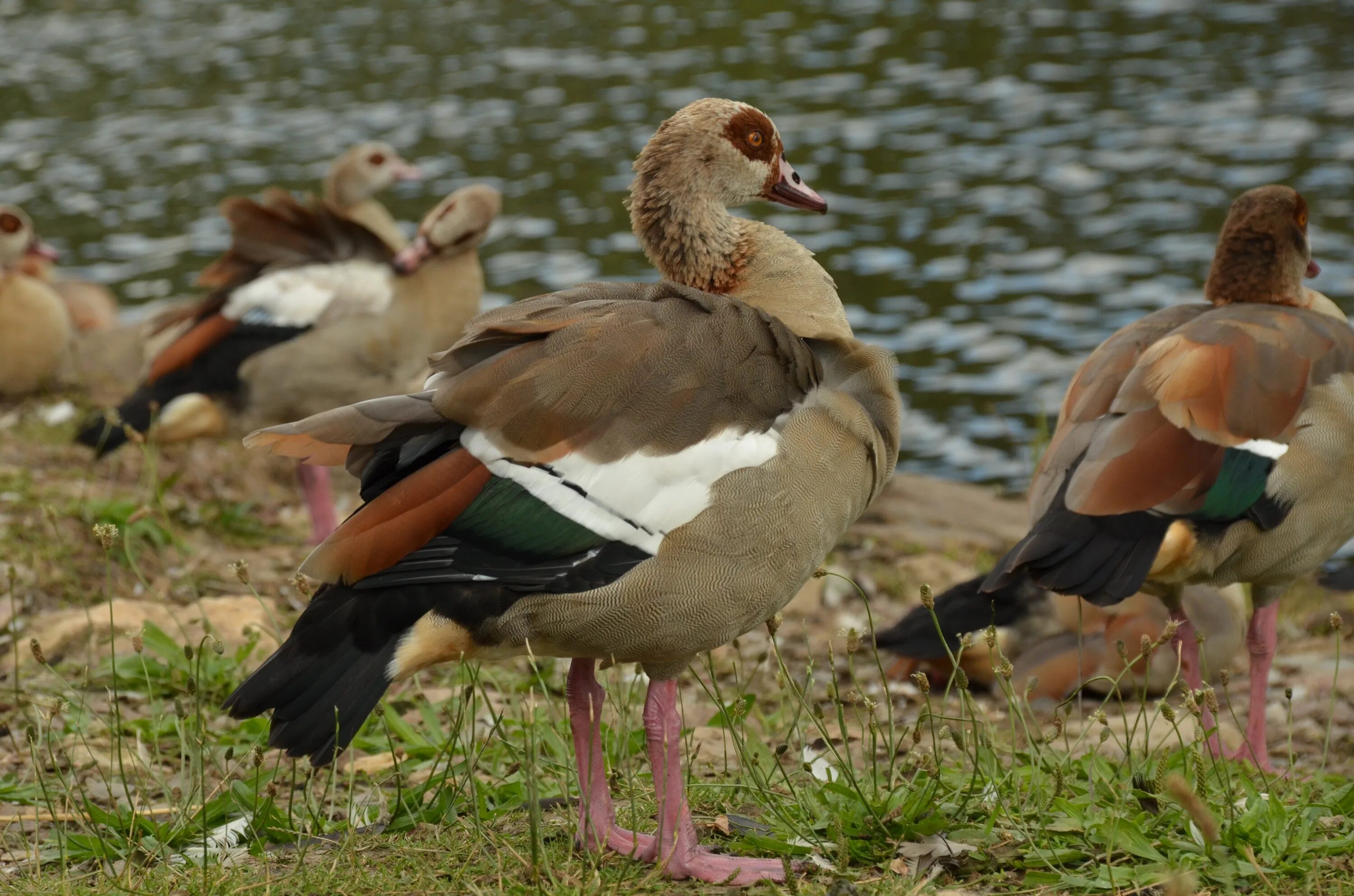 Домашняя птица утка гусь. Goose Goose Duck Пеликан. Нильский Гусь. Коричневые утки. Коричневый Гусь.