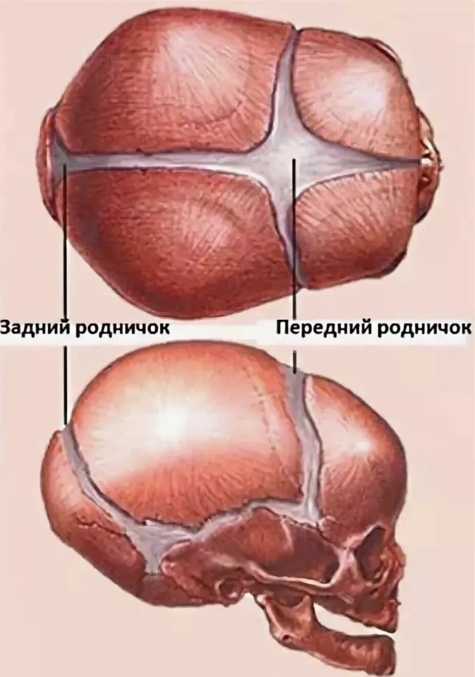 Передний Родничок черепа новорожденного. Незакрытые роднички у новорожденных. Передний и задний Родничок. Где родничок у новорожденного