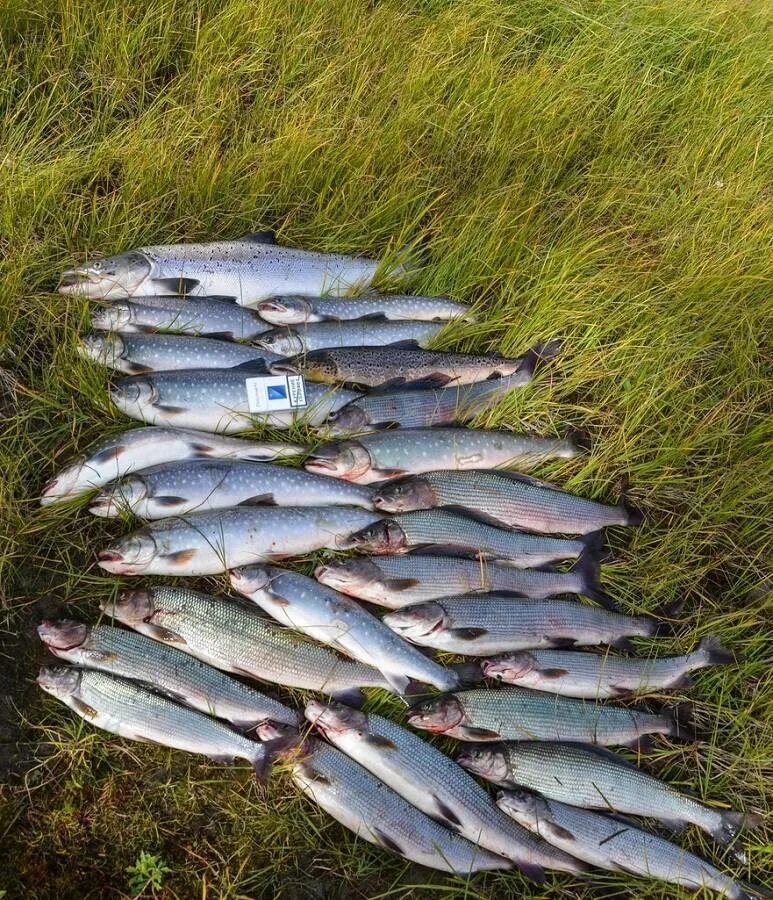 Рыбалка на Северной Двине. Рыбалка в Архангельске на Северной Двине. Река Мезень рыбалка. Рыба Северной Двины.