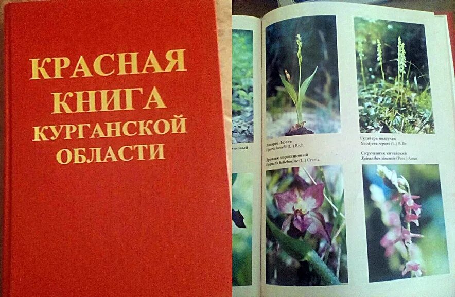 Книга области. Красная книга Курганской области книга. Редкие растения Курганской области занесенные в красную. Красная книга Курганской области растения. Краснокнижные растения и животные Курганской области.