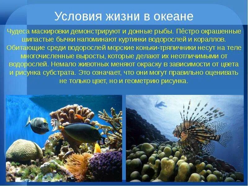 Презентация география 6 класс жизнь в океане. Условия жизни в океане. Организмы в морях и океанах. Сообщение жизнь в океане. Организм мир океана.