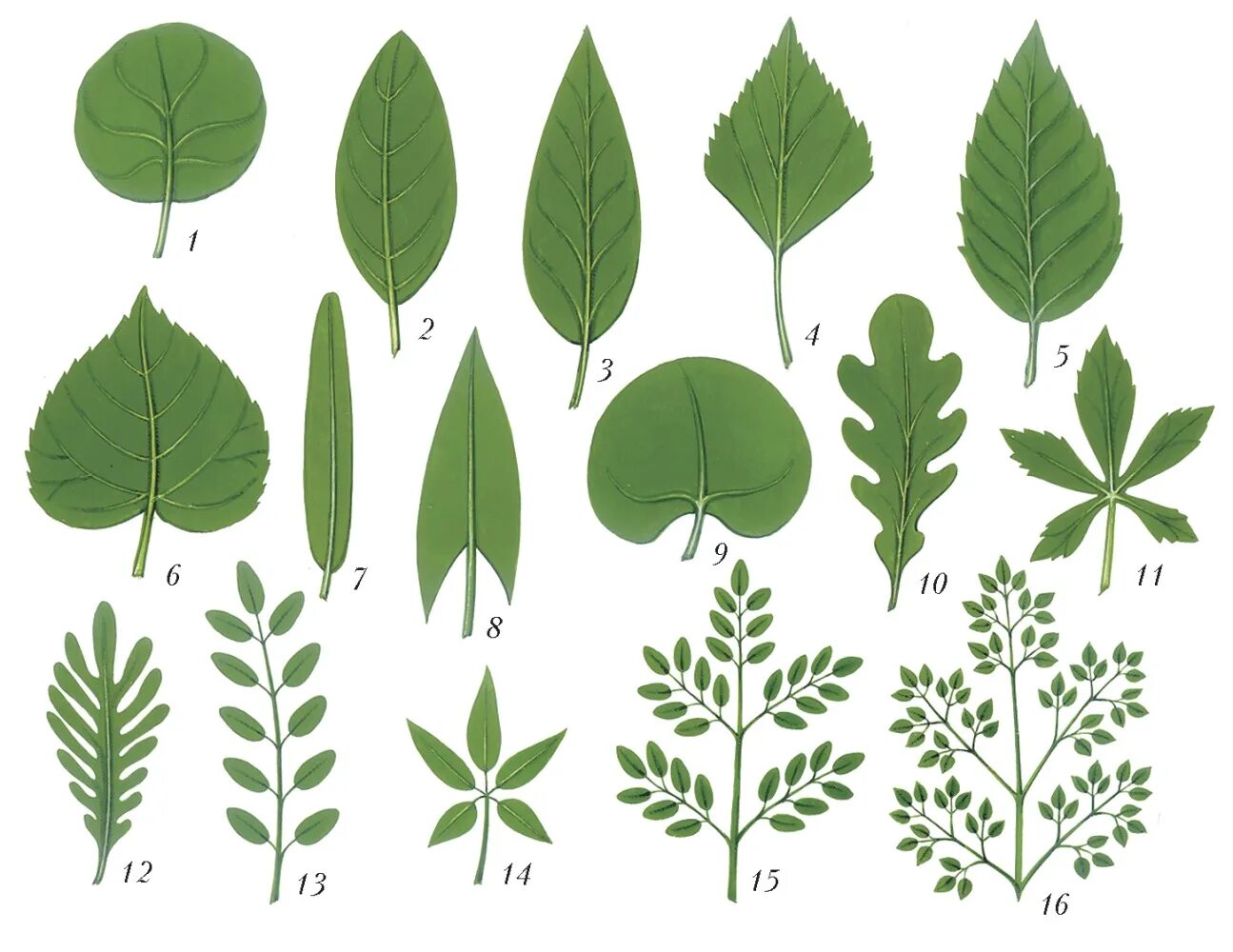 Лист 1 уровень. Сердцевидно яйцевидный лист. Яйцевидно-ланцетные листья. Продолговато ланцетная форма листа. Различные формы листьев.