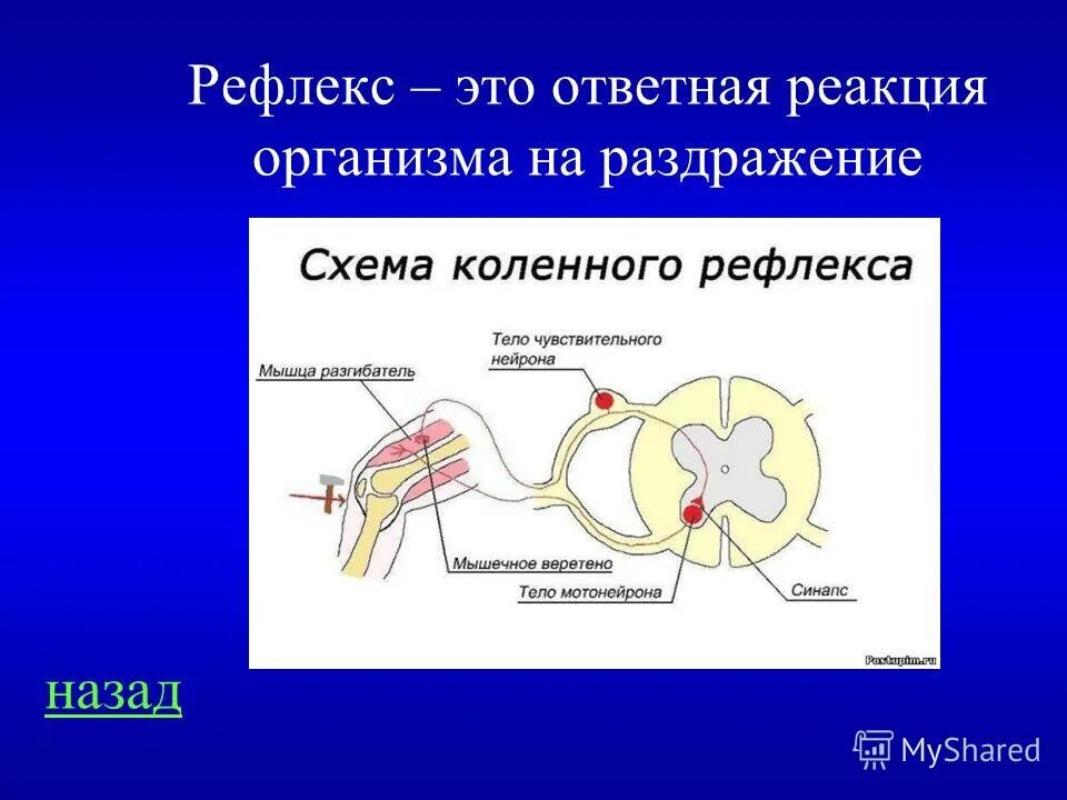 Нервно рефлекторная реакция