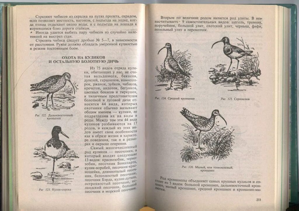 Охота на Чибиса. Охотничьи виды Куликов. Пернатая дичь виды. Книга приготовление дичи.