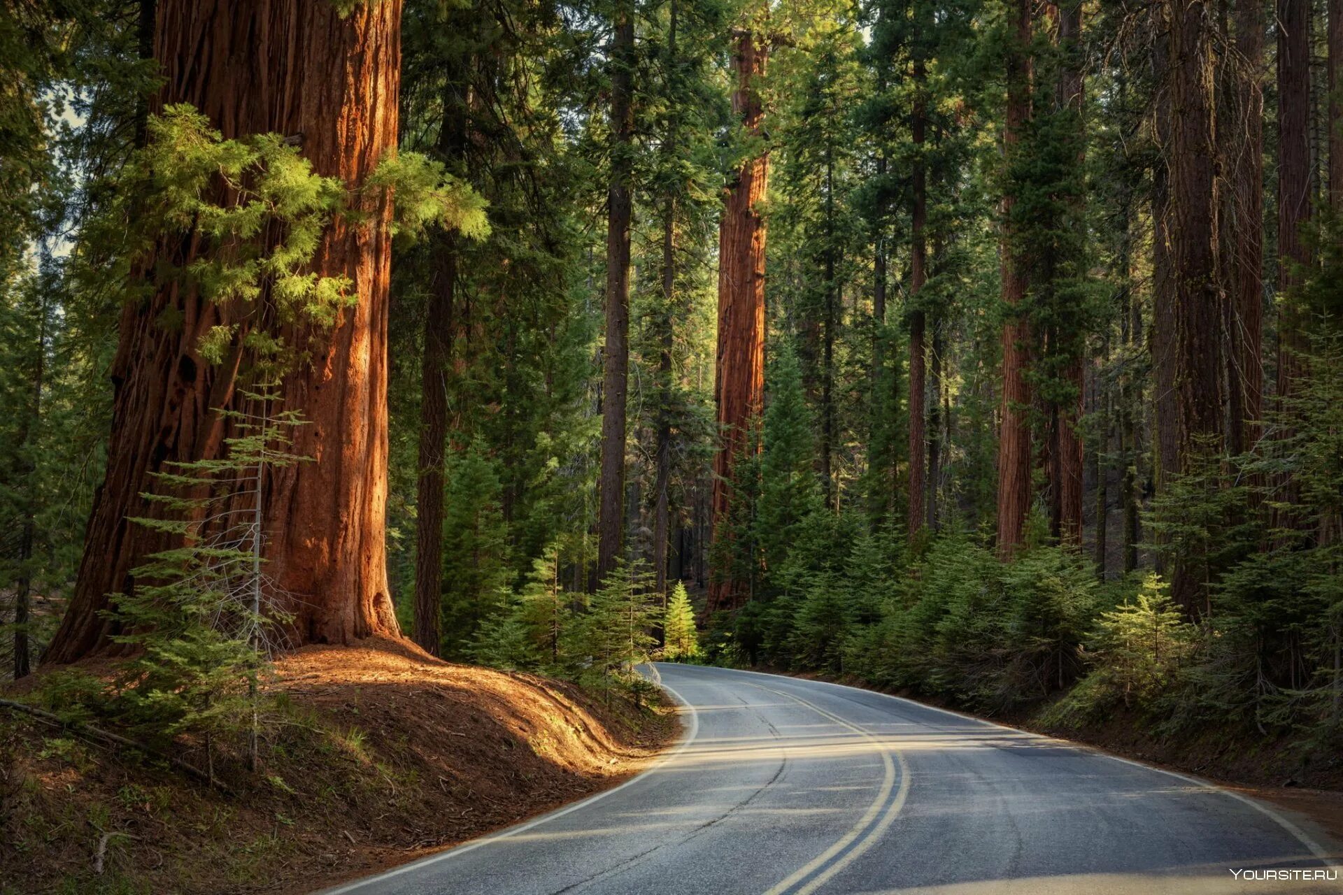 Среди густых деревьев. Орегон Секвойя. Реликтовый лес Секвойя. Национальный парк Редвуд штат Калифорния. Шоссе Редвуд штат Орегон.