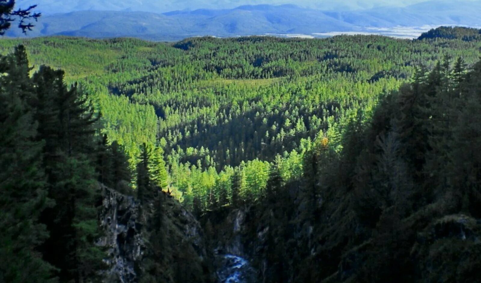 Климатические условия хвойных лесов