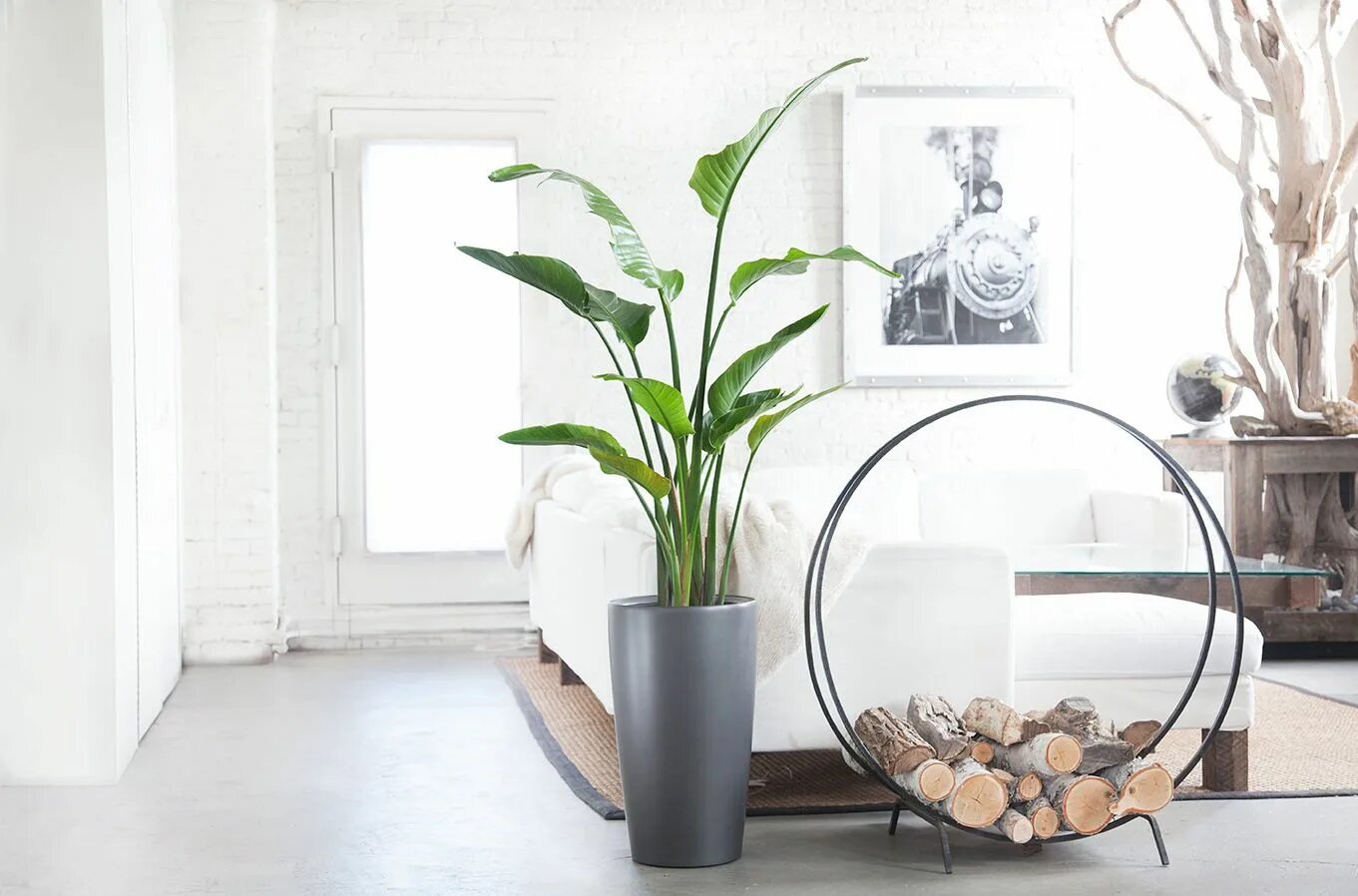 Indoor plants. Хлорофитум в напольном кашпо. Алоказия в лечузе. Фикус фитодизайн. Комнатные растения в интерьере.