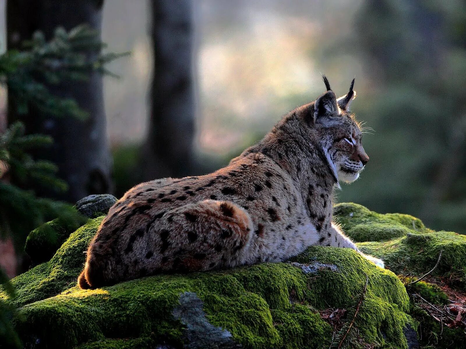Дикая среда обитания животных. Рысь Линкс. Рысь (Lynx Lynx) в дикой природе. Гималайская Рысь. Amr Рысь.