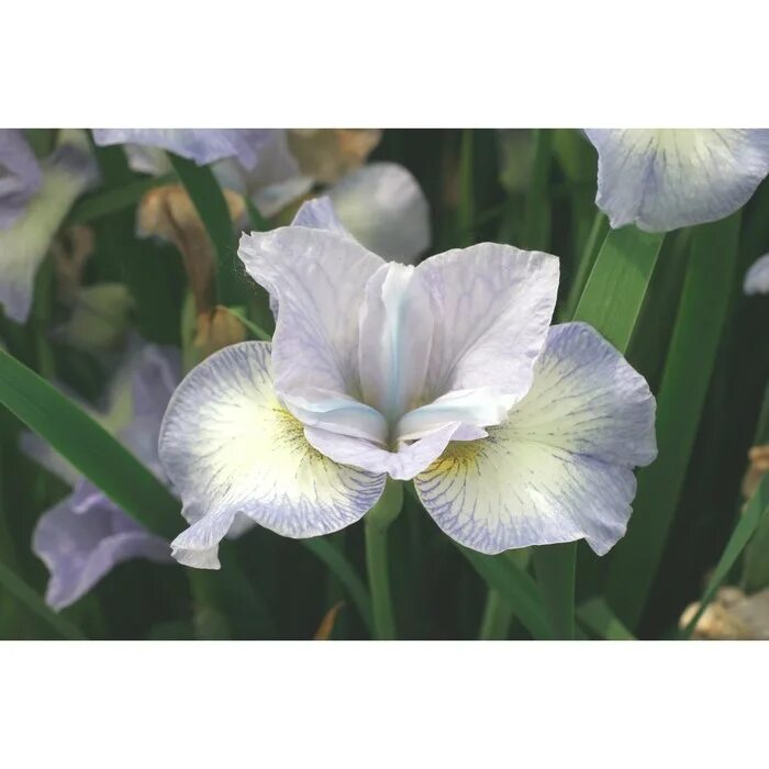 Photo Bearded Iris Tiffany About-garden.com