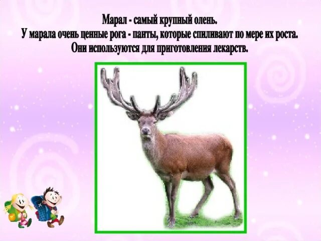 Благородный олень и марал отличия. Марали 5. Самые большие оленьи рога. Акмарал пансионат иссык. Пансионат ак марал иссык-куль.