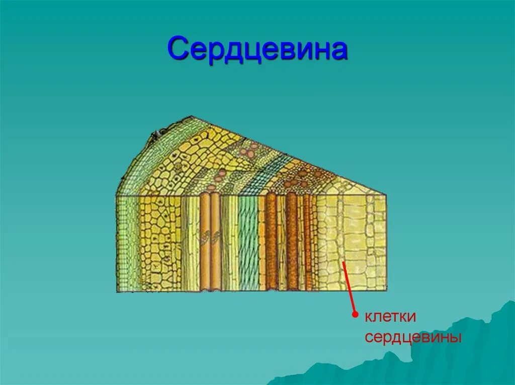 Ткань сердцевины стебля. Клетки сердцевины дерева. Сердцевина древесины. Клетки сердцевины стебля.