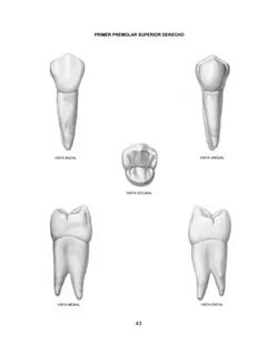 Apunte: Imagenes de dientes Anatomía Odontologia UNC Filadd