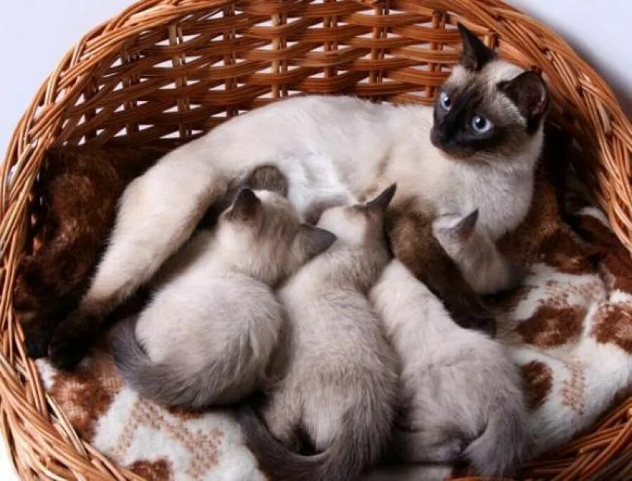 Видеть во сне котят щенят. Сиамские котята. сиамская кошка котенок. забота о потомстве домашних животных. кошка кормит котят.