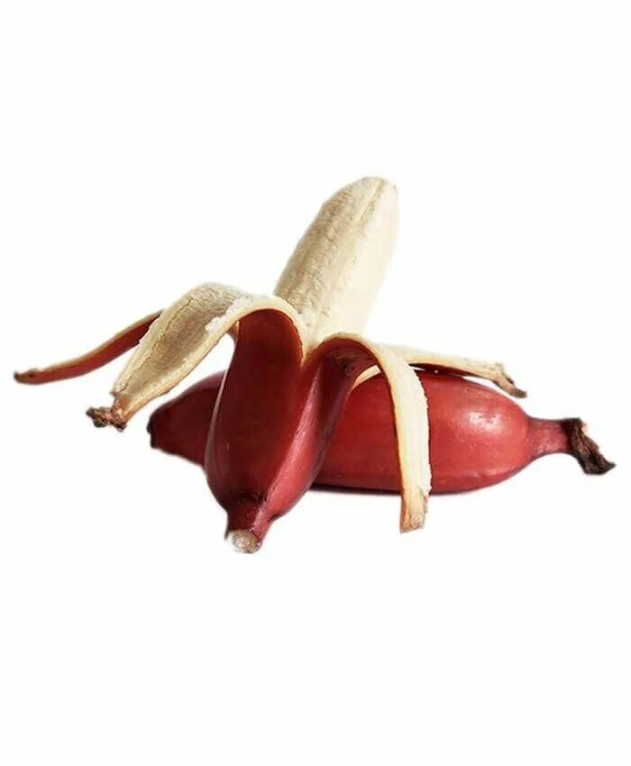 Бананы красные. Бан бан красный. Бананы с красной кожурой. Сорт красных бананов. Красные бананы купить
