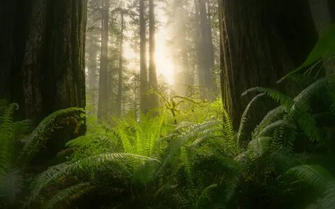 Xiaomi forest