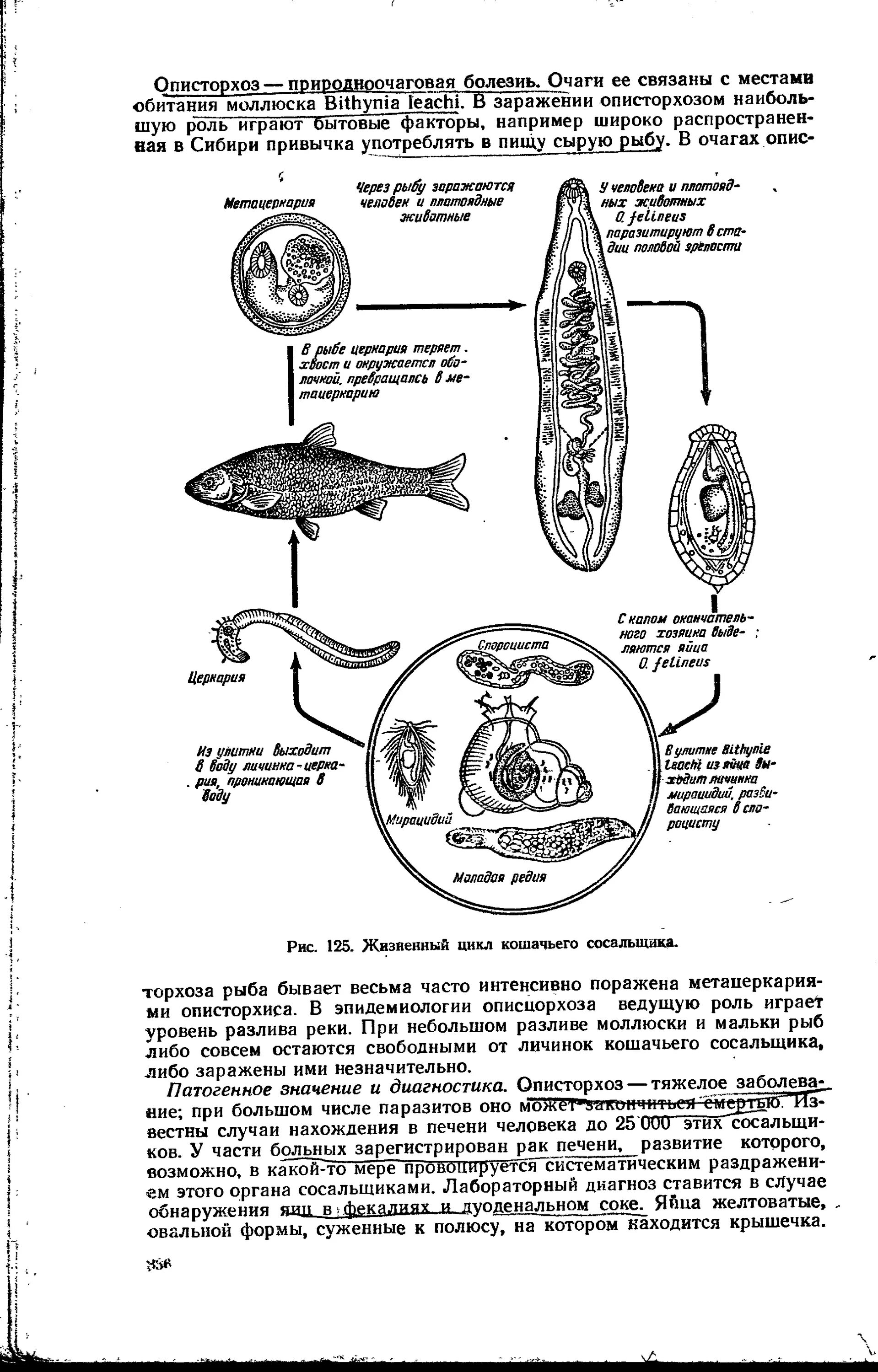 Кошачья двуустка какое развитие. Цикл развития кошачьей двуустки. Кошачийсосалшик жизненный цикл. Кошачья двуустка жизненный цикл. Цикл развития кошачьего сосальщика.