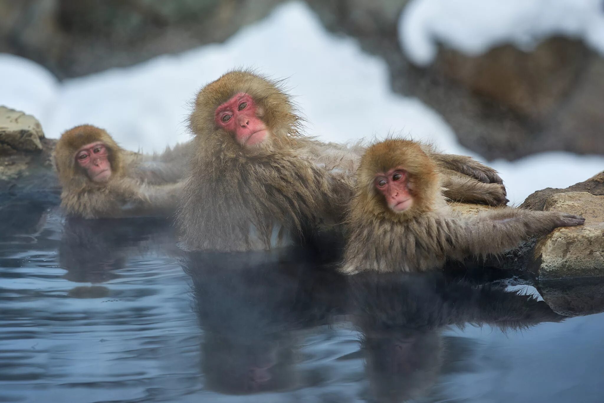 3 обезьяны сидят. Парк Джигокудани Япония. Парк снежных обезьян Джигокудани. Макаки в горячих источниках в Японии. Горячие источники Япония макаки.