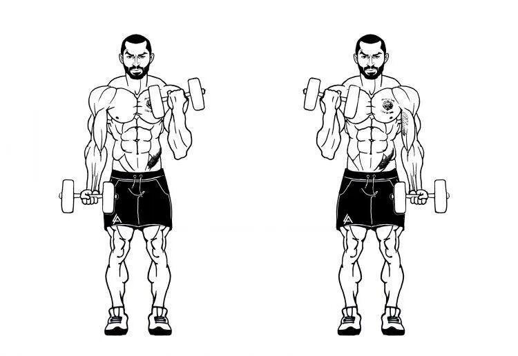 Техника гантелей на бицепс. Поочередный подъем гантелей на бицепс стоя. Подъем гантелей на бицепс стоя техника. Упражнение подъем гантелей на бицепс стоя. Подъем гантелей попеременно на бицепс с супинацией..