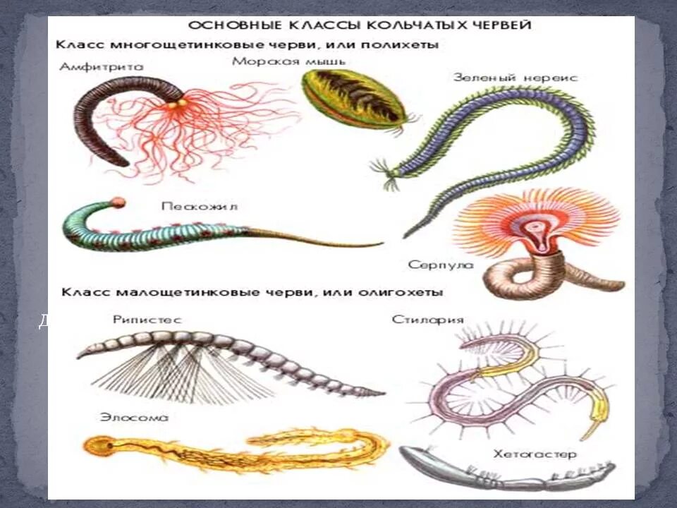 От каких животных произошли кольчатые черви моллюски. Кольчатые черви. Многообразие кольчатых червей. Тип кольчатые черви. Представители кольчатых червей.