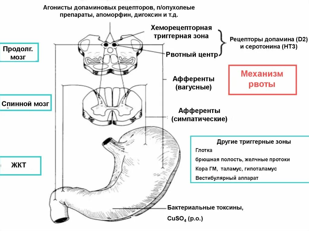 Рвотный рефлекс рвота. D2 рецепторы триггерной зоны рвотного центра. Рвотный рефлекс механизм физиология. Рефлекс рвоты физиология. Рвотный рефлекс схема.