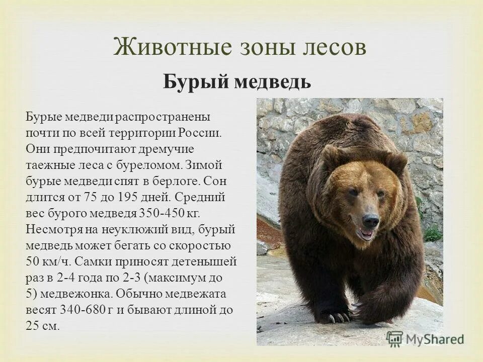 Сочинение описание по картине камчатский бурый медведь. Описание медведя. Доклад о медведях. Бурый медведь описание. Рассказ о медведе.