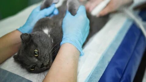 Лечим кошку дома