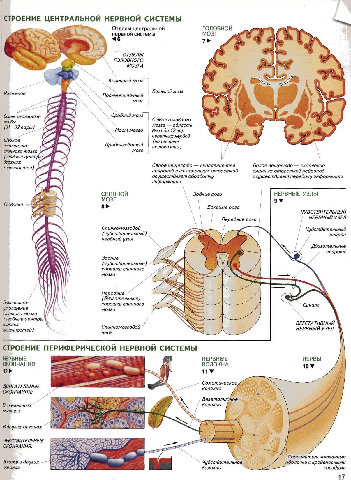Анатомические структуры нервной системы. Из какой структуры образуется нервная система. Нерв5ая сисикма человек периферические нервы. Нервная система цнс и пнс схема. Из какой структуры образуется нервная система.
