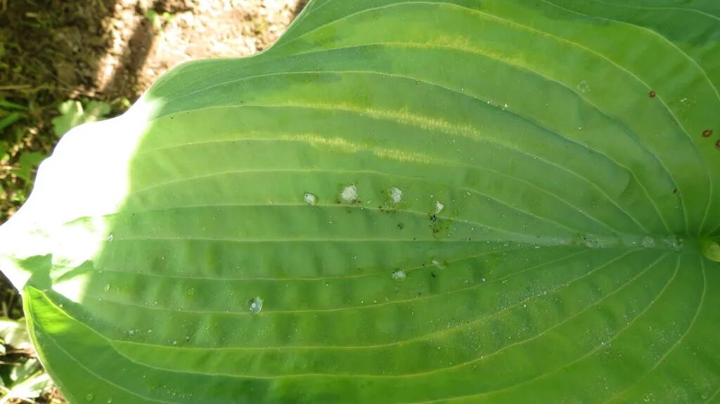 Хоста антракноз. Нет ответа от хоста. Нет ответа от хоста. Хоста революшен. Хоста закхина фрайз.